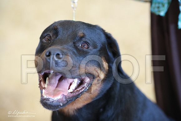 Rott-9020-LR