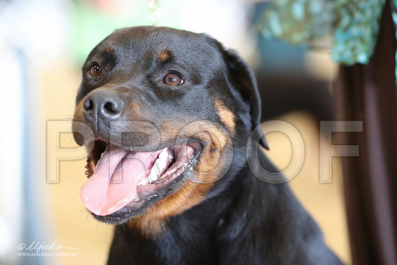 Rott-9025-LR