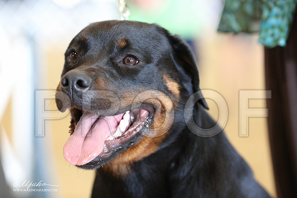 Rott-9026-LR