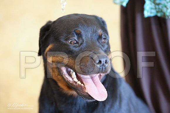 Rott-9027-LR