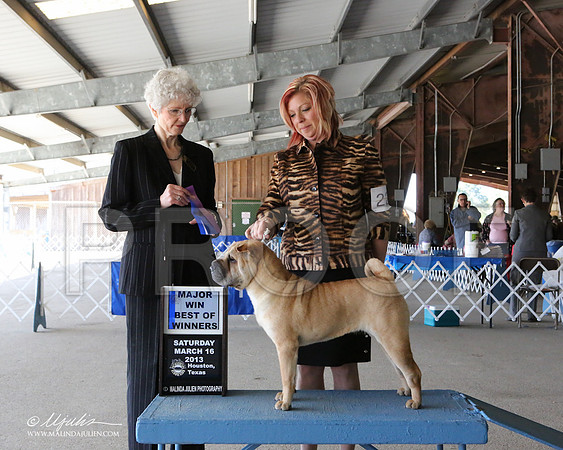 SharPei-7107-LR