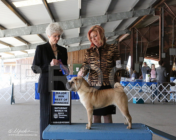 SharPei-7113-LR