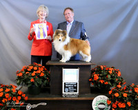 Shetland Sheepdog #15 Sat Best of Breed Rick Carr & Barbara Aulbach Judge S Newcomb LR Houston Mar 2013