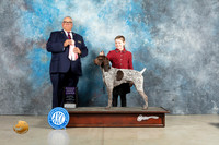 German Shorthaired Pointer #J401 Sun RBJr Judge John Lucas