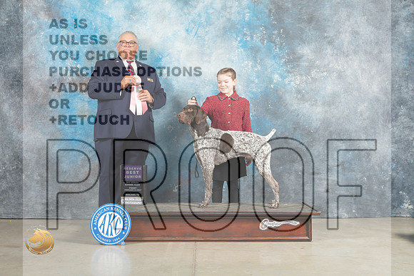 German Shorthaired Pointer #J401 Sun RBJr Judge John Lucas_MJ_2573_Midland2023_HR3