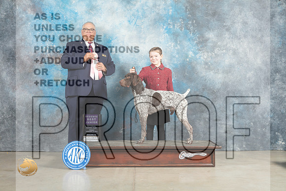 German Shorthaired Pointer #J401 Sun RBJr Judge John Lucas_MJ_2574_Midland2023_HR3