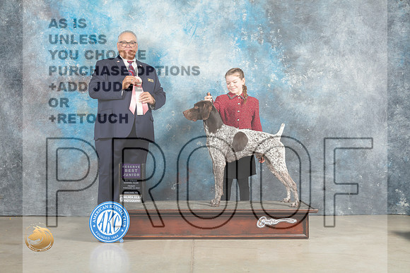 German Shorthaired Pointer #J401 Sun RBJr Judge John Lucas_MJ_2579_Midland2023_HR3