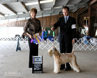 Soft Coated Wheaten Terrier #7 Sat Best of Breed Fay Arthur Judge S Goldberg LR Houston Mar 2013