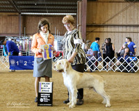 Spinoni Italiani #5 Sat Best of Breed Jackie Spiars & Sharyn Conole Judge C Vogels LR Houston Mar 2013