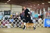 Terrier Group Ring Sat LR Houston Mar 2013