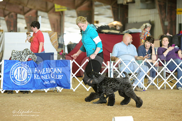TerrierGrp-8578-LR