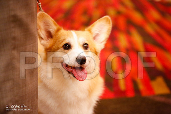 _JJ_0705-HstnCorgiFeb2015-HR3