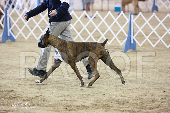 boxer-5214-LR