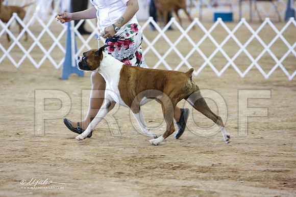 boxer-5352-LR