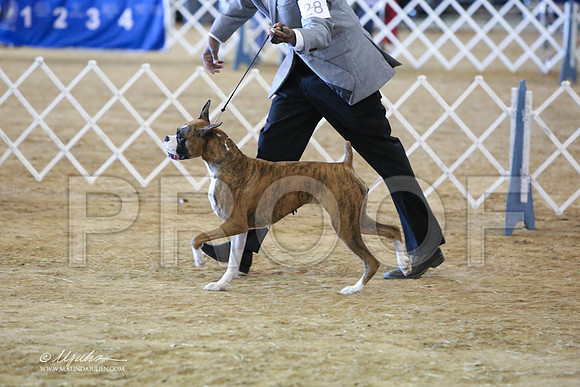 boxer-5811-LR