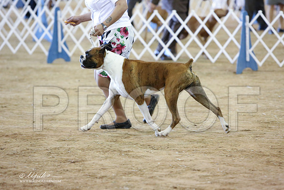 boxer-5355-LR