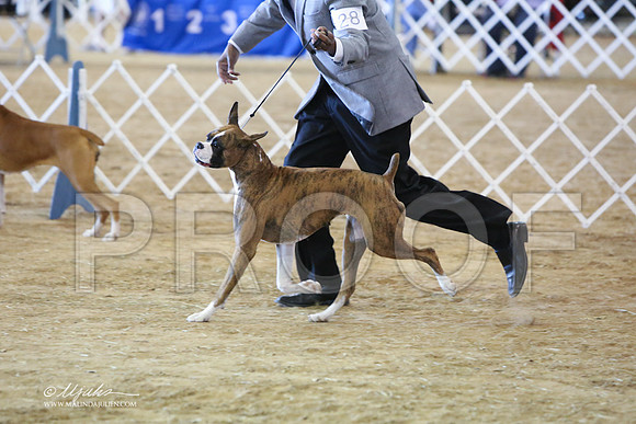 boxer-5812-LR