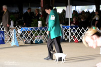 Toy Fox Terrier #6 Ring Sun Ann Walton LR Houston Mar 2013