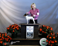 Toy Fox Terrier Sat Felicity Trammell New Champion LR Houston Mar 2013