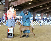 Vizsla #? Sat Best of Opposite Sex Susan Rushing Agent Karen Newman Judge C Vogels LR Houston Mar 2013