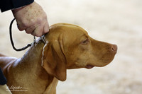 Vizsla Ring Sun LR Houston Mar 2013