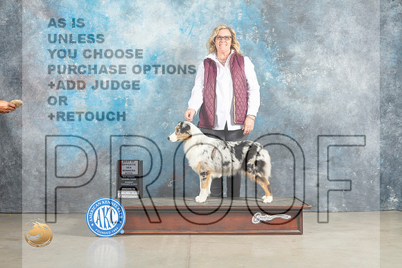 Australian Shepherd #14 Sun BOSWB Judge Elizabeth Muthard_MJ_2612_Midland2023_HR3