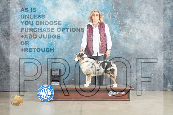 Australian Shepherd #14 Sun BOSWB Judge Elizabeth Muthard_MJ_2610_Midland2023_HR3