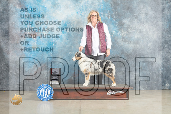 Australian Shepherd #14 Sun BOSWB Judge Elizabeth Muthard_MJ_2611_Midland2023_HR3