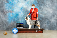 Australian Shepherd #5 Thurs BOB Judge Jon Cole Sun SD Judge Elizabeth Muthard