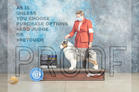 Australian Shepherd #5 Thurs BOB Judge Jon Cole Sun SD Judge Elizabeth Muthard_MJ_2622_Midland2023_HR3