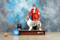 Australian Shepherd #7 Sun BOWWD Judge Elizabeth Muthard