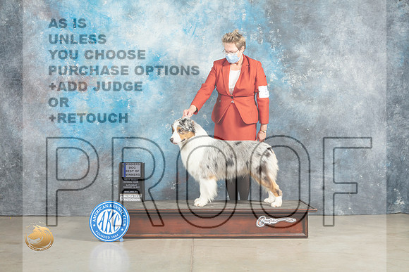 Australian Shepherd #7 Sun BOWWD Judge Elizabeth Muthard_MJ_2605_Midland2023_HR3