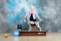 Dalmatian #8 Sat WB Judge Jon Cole r