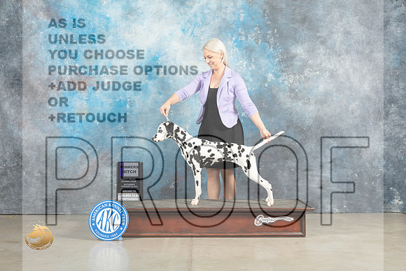 Dalmatian #8 Sat WB Judge Jon Cole r_MJ_2590_Midland2023_HR3