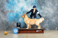Golden Retriever #9 Sun WD Judge Elizardo Valadez