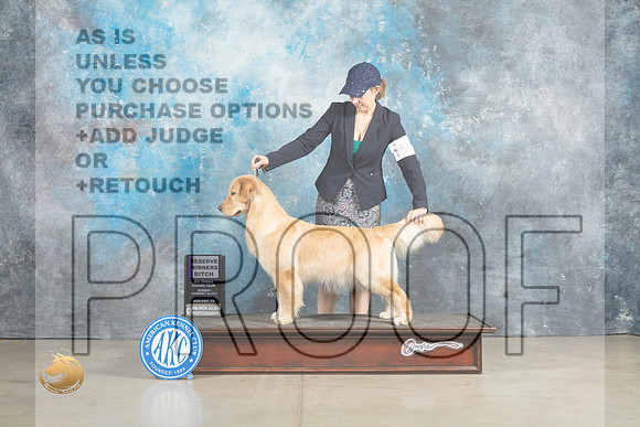 Golden Retriever #14 Sun RWB Judge Elizardo Valadez_MJ_2597_Midland2023_HR3