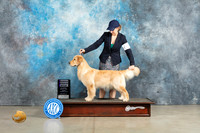 Golden Retriever #14 Sun RWB Judge Elizardo Valadez