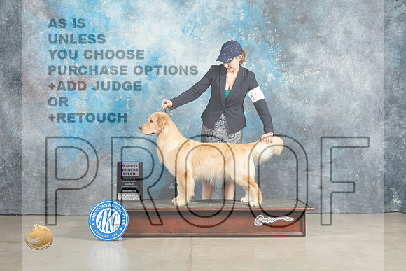 Golden Retriever #14 Sun RWB Judge Elizardo Valadez_MJ_2596_Midland2023_HR3