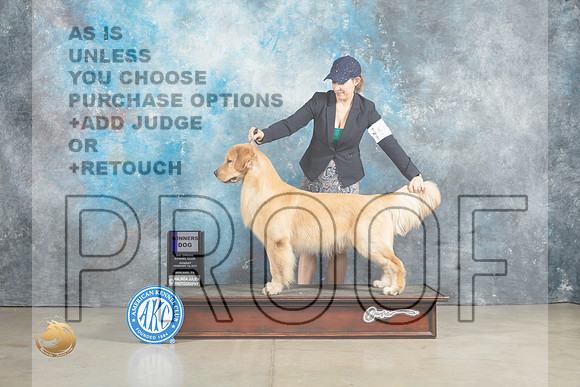 Golden Retriever #9 Sun WD Judge Elizardo Valadez_MJ_2593_Midland2023_HR3
