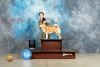 Shiba Inu #6 Sun WBBOB Judge Jon Cole