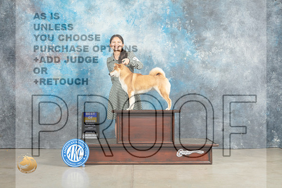 Shiba Inu #6 Sun WBBOB Judge Jon Cole_MJ_2582_Midland2023_HR3