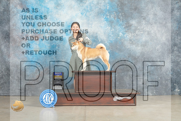Shiba Inu #6 Sun WBBOB Judge Jon Cole_MJ_2584_Midland2023_HR3