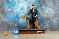 Airedale Terrier Sun
