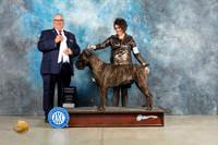 Cane Corso #5 Sun G4 Judge John Lucas