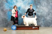 Clumber Spaniel #5 Sun G2 Judge Elizabeth Muthard
