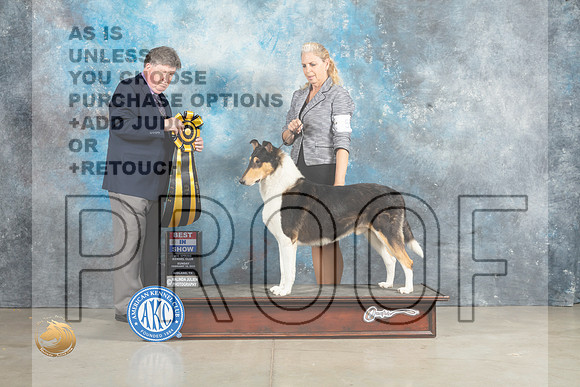 Collie Smooth #5 Sun BIS Judge Charles Olvis_MJ_2928_Midland2023_HR3
