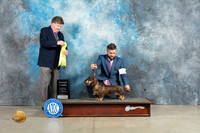 Dachshund Wirehaired #18 Sun G3 Judge Charles Olvis