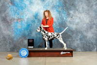 Dalmatian #7 Sun BOBOH