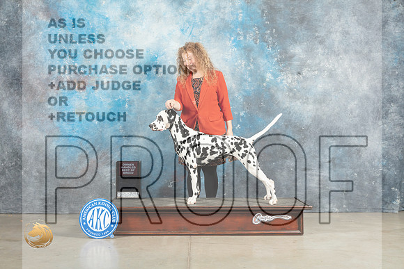 Dalmatian #7 Sun BOBOH_MJ_2989_Midland2023_HR3