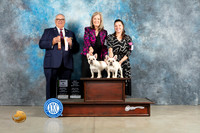French Bulldog #12 #27 BOS BOB Judge John Lucas